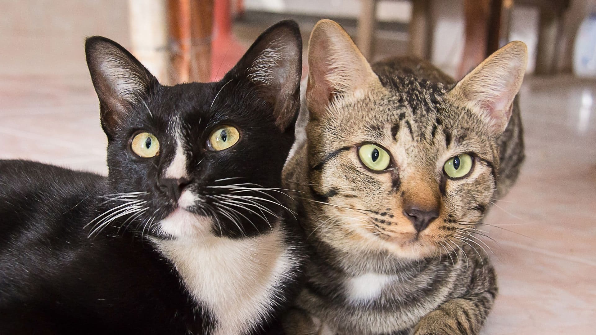 Hypocats